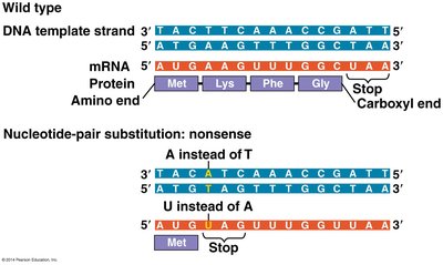 Nonsense mutation example