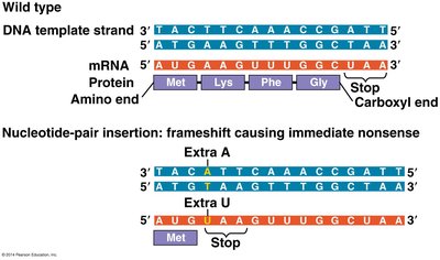 Frameshift mutation causing immediate nonsense