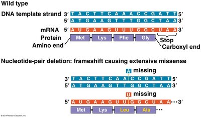 Frameshift mutation causing extensive missense
