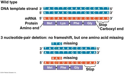Deletion of multiple nucleotides