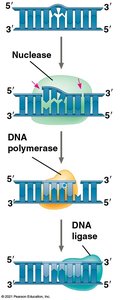 Nucleotide excision repair steps