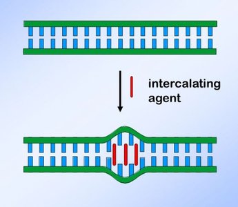 Intercalating agent distorting DNA structure