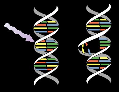 UV-induced DNA damage: pyrimidine dimer formation