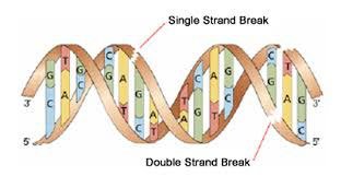 Single and double strand breaks in DNA