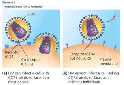 CCR5 mutation and HIV resistance