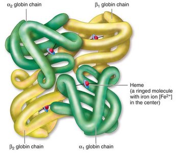 Hemoglobin protein structure