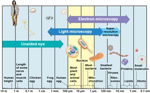 Relative sizes of biological structures and the range of microscopy techniques