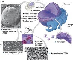 Structure of the nucleus and nuclear envelope