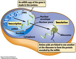 Transcription and translation in eukaryotic cells