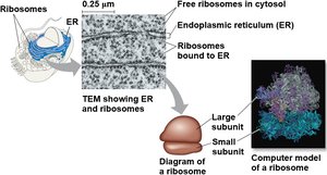 Structure and types of ribosomes