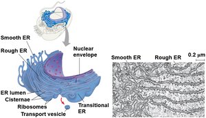 Structure of the endoplasmic reticulum