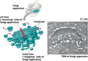 Structure and function of the Golgi apparatus