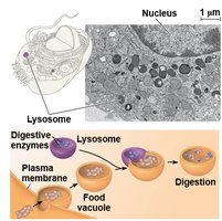 Lysosome structure and function in digestion