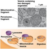 Autophagy: lysosome digesting damaged organelles