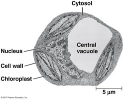 TEM of plant cell with central vacuole