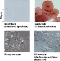 Different light microscopy techniques: brightfield, phase-contrast, differential interference contrast