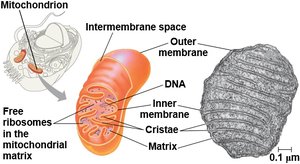 Structure of mitochondrion