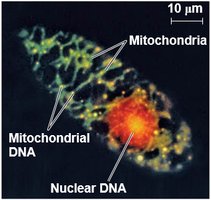 Mitochondria in a eukaryotic cell
