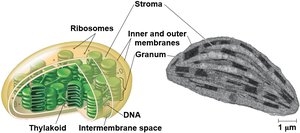 Structure of chloroplast