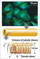 Microtubule structure and tubulin dimers