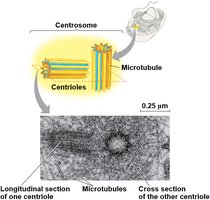 Centrosome and centrioles structure