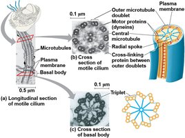 Structure of cilium and flagellum