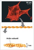 Structure of actin filaments