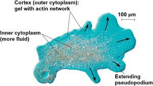 Amoeboid movement via actin network