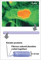 Structure of intermediate filaments