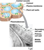 Structure of plant cell wall and plasmodesmata