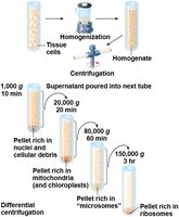 Differential centrifugation for cell fractionation