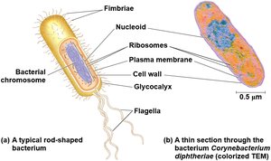 Structure of a typical prokaryotic cell