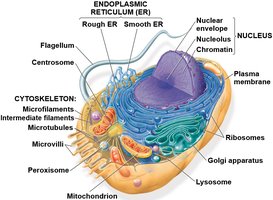 Diagram of an animal cell with labeled organelles