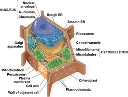 Diagram of a plant cell with labeled organelles