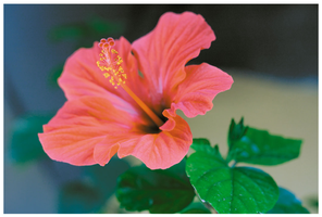 Chinese Hibiscus