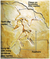 Fossil showing reptilian and avian features (feathers, claws, teeth)