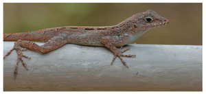 Urban anole lizard on artificial surface