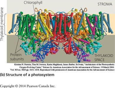 Structure of a photosystem