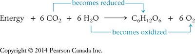Photosynthesis redox equation