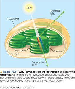 Why leaves are green: interaction of light with chloroplasts