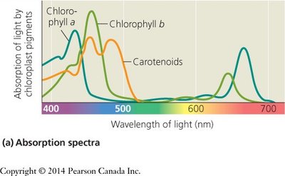 Absorption spectra of chloroplast pigments