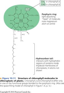 Structure of chlorophyll molecules in chloroplasts