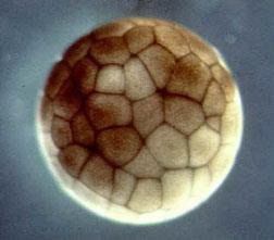 Blastula stage