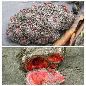 Pyura chilensis organism