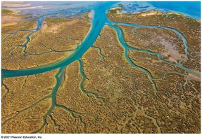 Estuary ecosystem