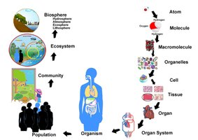 Diagram of biological organization from atom to biosphere