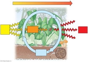 Diagram of energy flow and nutrient cycling in an ecosystem