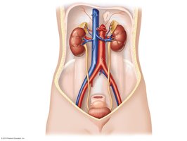 Anatomy of the human urinary system, showing kidneys, ureters, bladder, and urethra