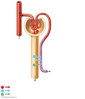 Diagram of nephron showing glomerular filtration, tubular reabsorption, and secretion