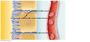 Mechanisms of reabsorption in the proximal tubule, showing transcellular and paracellular routes